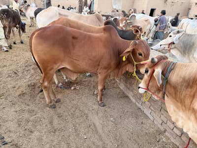 Cow for sale qurbani