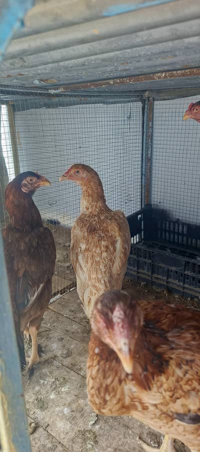 4 aseel madian for sale