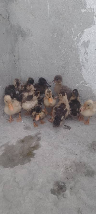 American ducklings, 40 days old