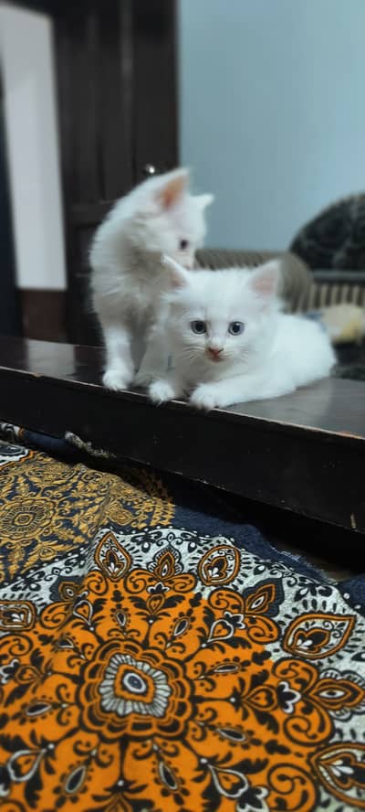 Persian Cats | Kitten