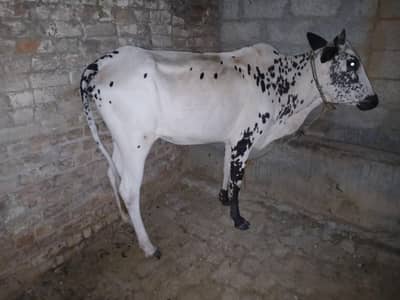 wahri sale for Qurbani