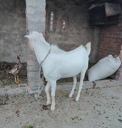 Bakra for Qurbani good weight Heaight interested call