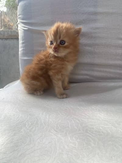 Male female both kittens available.