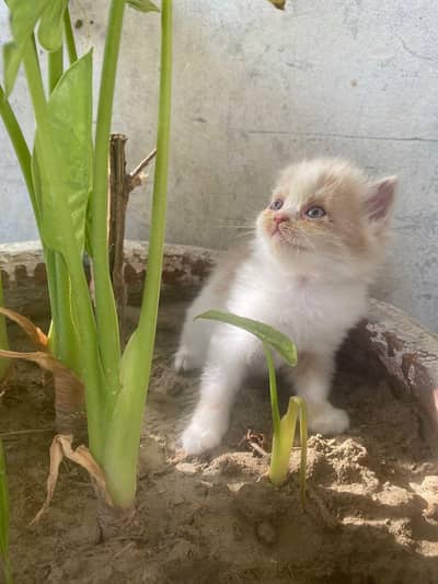 Male  kittens available. contact on 03007327389