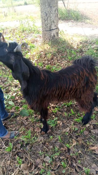 hamra pass bouhat Bakra ha our big hight ma Bakra ha