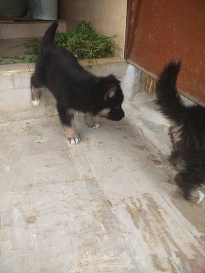pups German shepherd