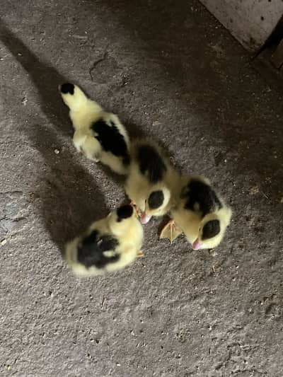 moucovy duck baby for sale