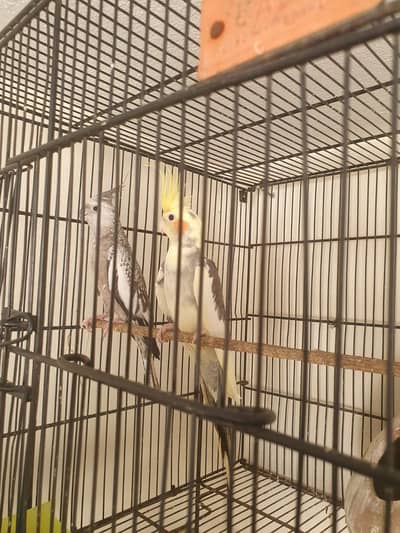 Cocktail breeder pair