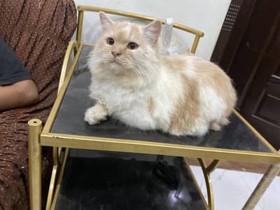 Fluffy persian cat