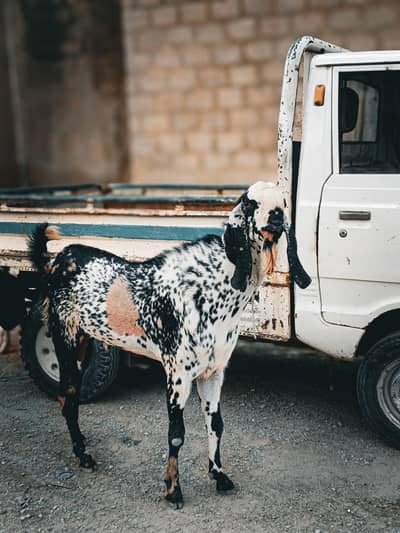 Makha China |