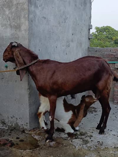 Bakri k Kids