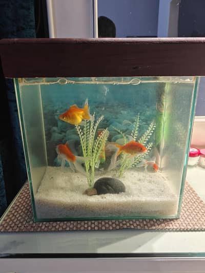 fish tank with Air Pump with 5 fish with feed