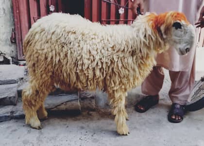 Bakra | chatra | Goat | Mundra | Goat | Qurbani 2026 | sheep