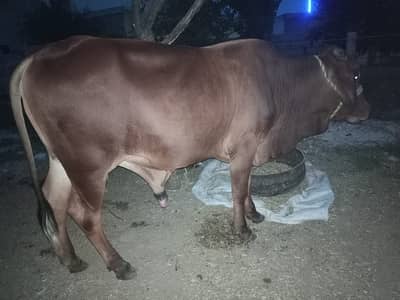 Sahiwal Bachra | Bull |Qurbani 2026 | 2 Dant Bachra | wacha |