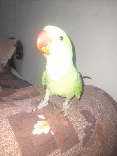 raw parrot