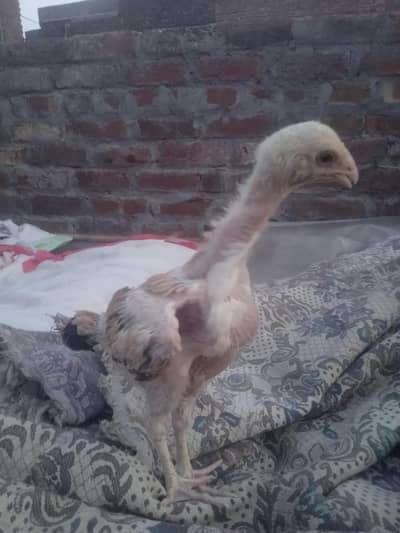 shamo + perrot beak bross