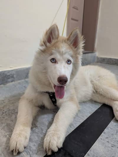 pure husky full active