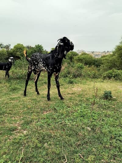 bakra2dant