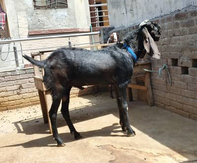 nagra Bakra sahiwal nasla
