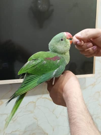 kashmiri Raa parrot for sale