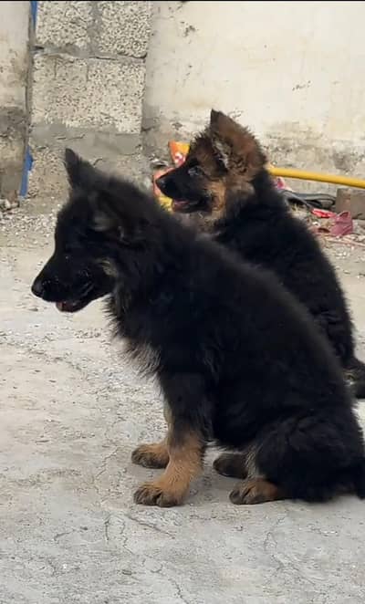 Long coat German puppy Shepherd . 03481292582 WhatsApp
