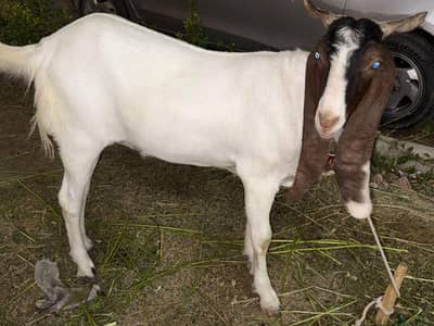 Bakra for sale 2dant khaasi