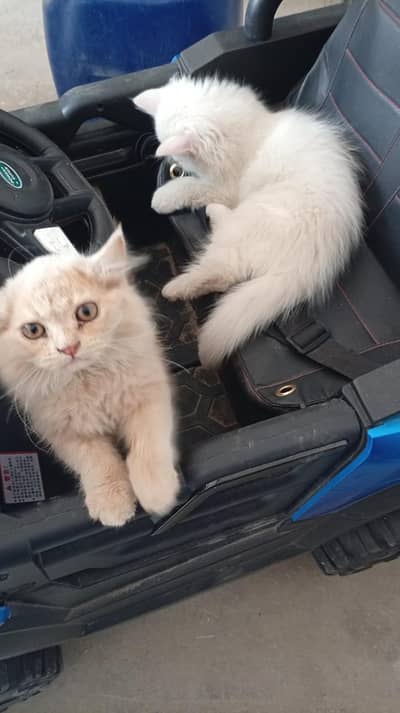 Persian cat @ Perisan cat @ cat @ blue eye @ coated @ Siamese @ kitten