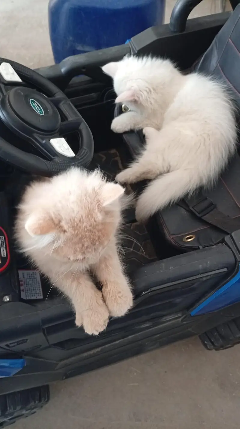 Persian cat @ Perisan cat @ cat @ blue eye @ coated @ Siamese @ kitten — photo 6