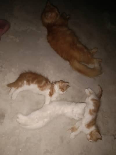 Persian cat 3 kitten