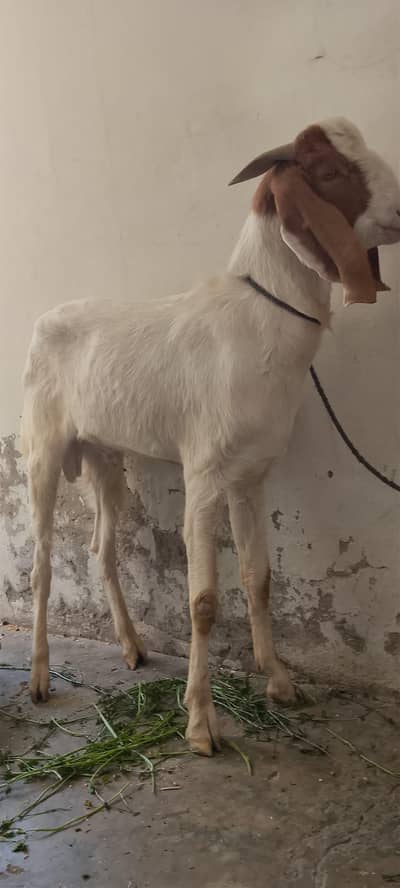 Goat | Desi Goat | Bakri | دیسی بکری |Breader | bakry | Healthy Goats