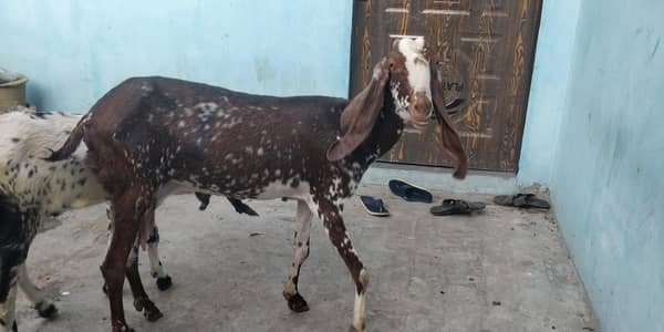 makhi cheeni bakri Qurbani k ley
