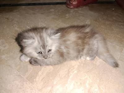 Persian kittens