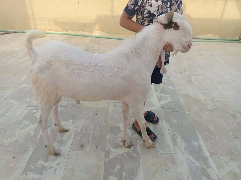 Ando Bakra 2 dant 0