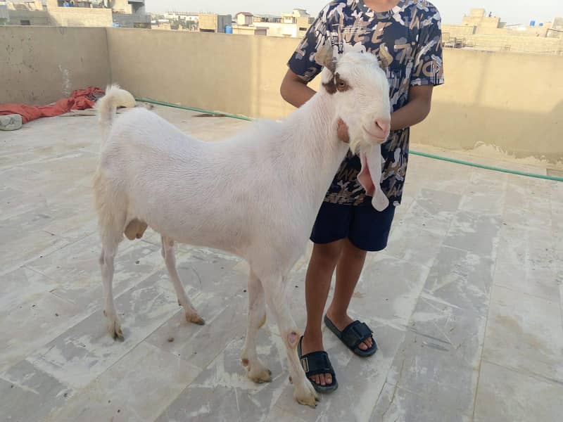 Ando Bakra 2 dant 1