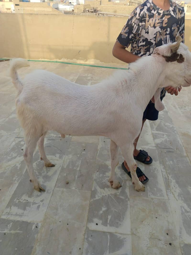 Ando Bakra 2 dant 2