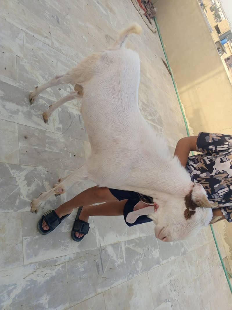 Ando Bakra 2 dant 3