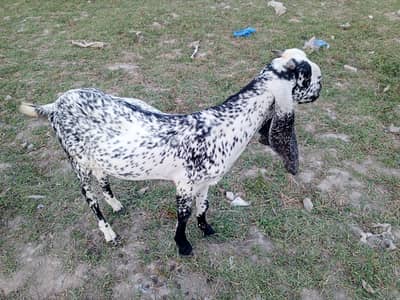 Desi Bakra khaasi for sale