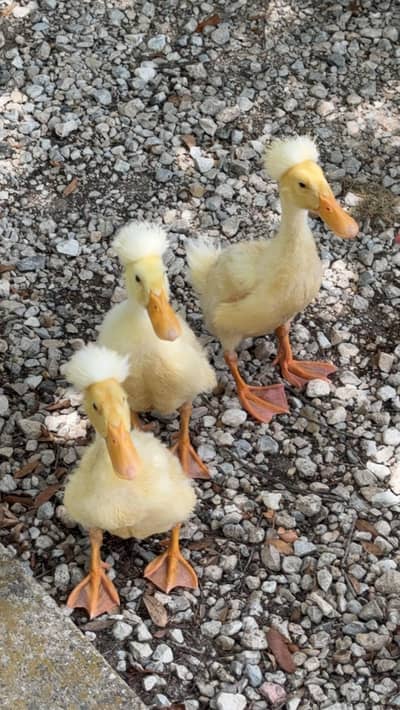 pure crusted chiks
