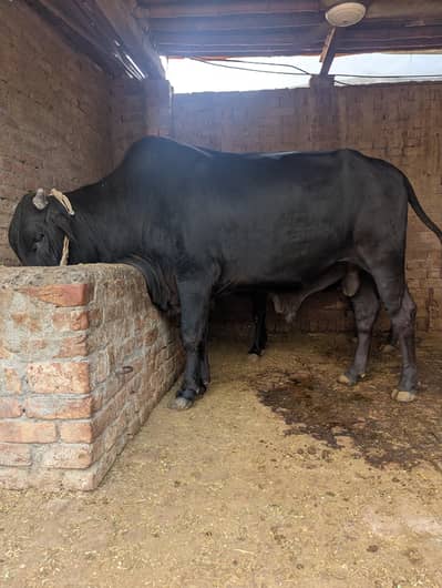 kurbani ka bachra