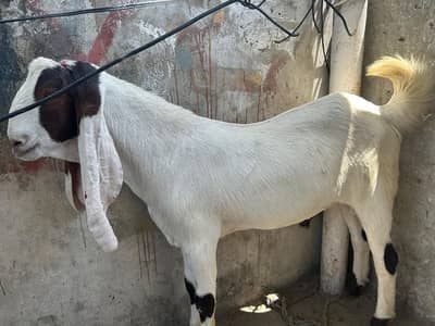 donda bkra for sale. 2200 per kg