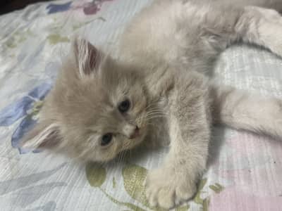 Cat for sale