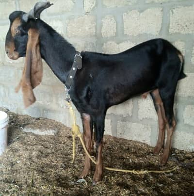 Ando Bakra for sale