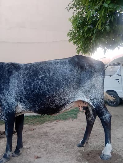 cow sale for Qurbani