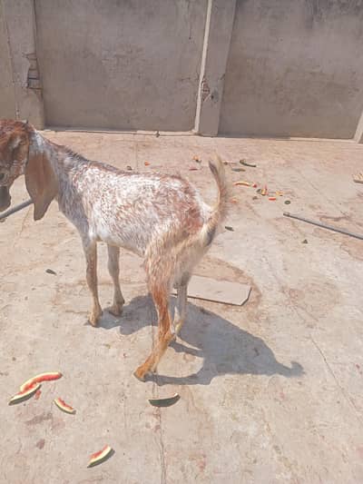 Bakra for sale