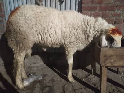 Sheep | Chtra | Kjla Chtra | Gulabi Chtra | Chtra For Qurbani | Chtra