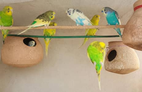 Parrot - 4 pair for sale