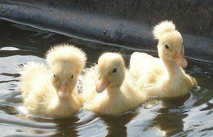 Big Crusted ducks chiks