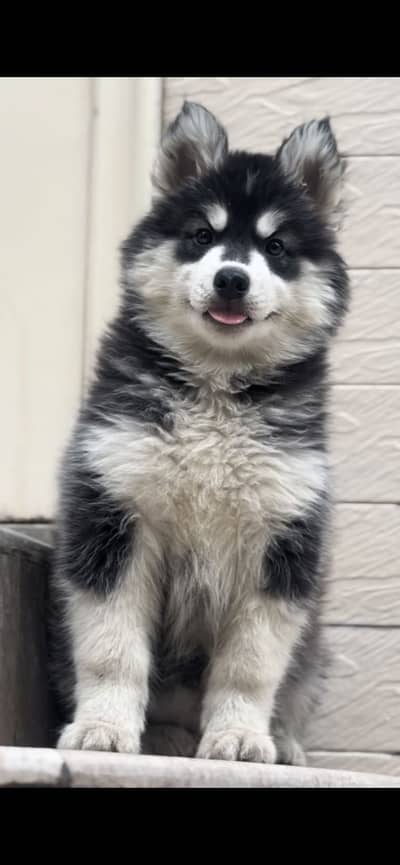 Husky