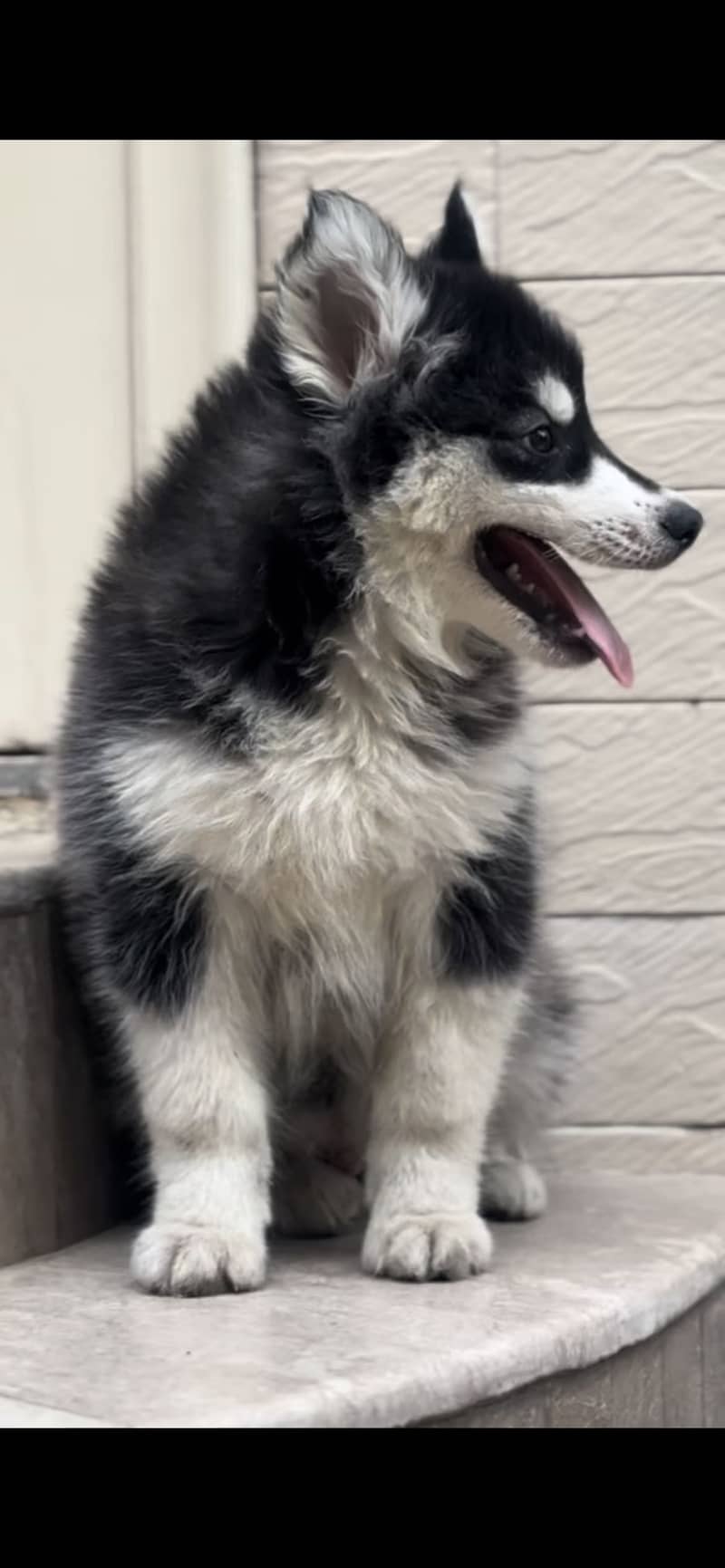 Husky 1