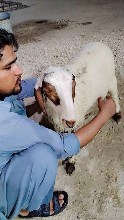 Dumby for sale for Qurbani